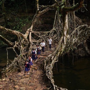 自然的力量之樹橋